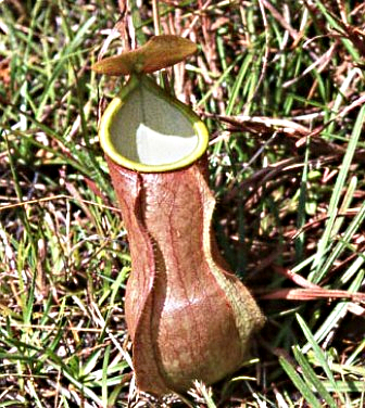 NEPENTHES DISTILLATORIA